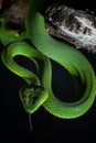 Beautiful green bright viper snake with black Background Royalty Free Stock Photo