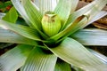 beautiful green bromeliad with longitudinal lines illuminated by sun rays