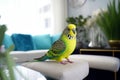 Beautiful green budgerigar sitting on sofa in living room