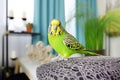 Beautiful green budgerigar on sofa in room, concept of keeping parrots at home