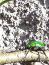 The beautiful of green bugs