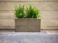 Beautiful green bush in concrete pot around office Royalty Free Stock Photo