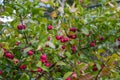 A beautiful green bush with red berries in the early fall. Royalty Free Stock Photo