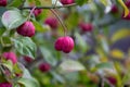 A beautiful green bush with red berries in the early fall. Royalty Free Stock Photo