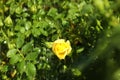 Beautiful green bush with yellow rose in garden on rainy summer day Royalty Free Stock Photo