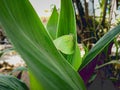 Beautiful Green butterfly with garden lily