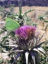 Beautiful green butterfly sits on a pink thistle Royalty Free Stock Photo