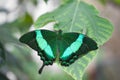 Beautiful green butterfly sitting on a green leaf Royalty Free Stock Photo