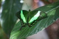 Beautiful green butterfly sitting on a green leaf Royalty Free Stock Photo