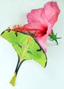 Beautiful green butterfly of an unusual shape Saturnia comet moth, Argema mimosae on pink flower hibiscus on white, Royalty Free Stock Photo