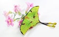 Beautiful green butterfly of an unusual shape Saturnia comet moth, Argema mimosae on pink flowers on white, Royalty Free Stock Photo