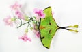 Beautiful green butterfly of an unusual shape Saturnia comet moth, Argema mimosae on pink flowers on white, Royalty Free Stock Photo