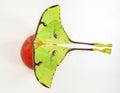 Beautiful green butterfly of an unusual shape Saturnia comet moth, Argema mimosae on red apple on white, Royalty Free Stock Photo