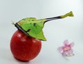 Beautiful green butterfly of an unusual shape Saturnia comet moth, Argema mimosae on red apple on white, Royalty Free Stock Photo