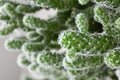 Beautiful green cactus closeup, indoor