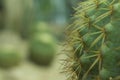 Beautiful green cactus in the garden, life in the desert