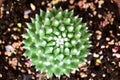 The beautiful green cactus and soft white spines.