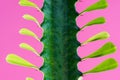 beautiful green cactus with thorns and leaves Royalty Free Stock Photo