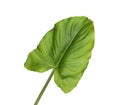 Beautiful green calla lily leaf on white background
