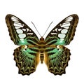 Beautiful green camouflage butterflies, the Clipper (Parthenos s