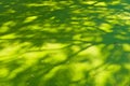 A beautiful green carpet of pond covered algae, patterned by the above treeÃ¢â¬â¢s shadows. Royalty Free Stock Photo