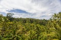 Beautiful Green cascade rice fields on Bali island, Jatiluwih near Ubud, Indonesia Royalty Free Stock Photo