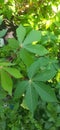 Beautiful Green Cassava leafes