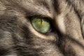 Beautiful, green cat`s eye is illuminated by sunlight. Macro Royalty Free Stock Photo