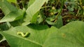 Beautiful green caterpillar in the morning Royalty Free Stock Photo