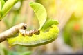 Beautiful green caterpillar on a plant in the garden Royalty Free Stock Photo