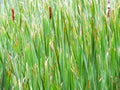 beautiful green cattail background with vertical lines with bright sunlight