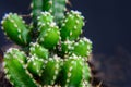 Beautiful Green Cereus repandus, the Peruvian apple cactus