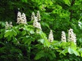 White chestnut tree flowers in spring, Lithuania Royalty Free Stock Photo