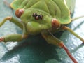 Beautiful green cicada with big brown eyes Royalty Free Stock Photo