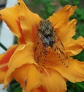 beautiful green cicada with transparent wings on an orange flower