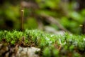 Beautiful green clover closeup Royalty Free Stock Photo