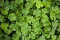 Beautiful green clover closeup Royalty Free Stock Photo