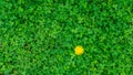 Beautiful Green Clover in the Grass - Single Yellow Dandelion Flower in Bloom - Backgrounds Wallpaper Royalty Free Stock Photo