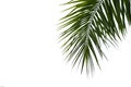 Beautiful green coconut leaf isolated on white background with clipping path for design elements Royalty Free Stock Photo