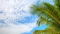 Beautiful green coconut leaves or coconut fronds on blue sky and clound background. Fresh green tropical garden for design element