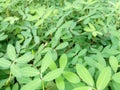  The beautiful green color of a Arachis Hypogaea 