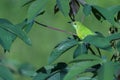 Green Bird on a tree