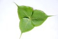 The   beautiful green colour three leafs for ficus tree  are dacorated Royalty Free Stock Photo