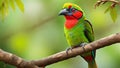 a beautiful green coloured parrot on tree Royalty Free Stock Photo