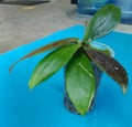 Beautiful green and combination red colour from Hoya, indonesia Plant