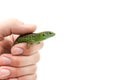 Beautiful green common lizard on human hand