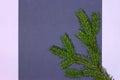 Beautiful green coniferous branch on dark blue surface with lilac frame. Copy space. Abstract floral background