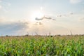 Beautiful green corn field on a sunny summer day with blue sky and clouds. Cornfield on a sunny summer day Royalty Free Stock Photo