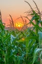 Beautiful green corn field at sunset. Corn field at sunset with beautiful sky. Organic Corn field at sunset Royalty Free Stock Photo