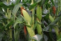 beautiful green corn field view environment landscape natural